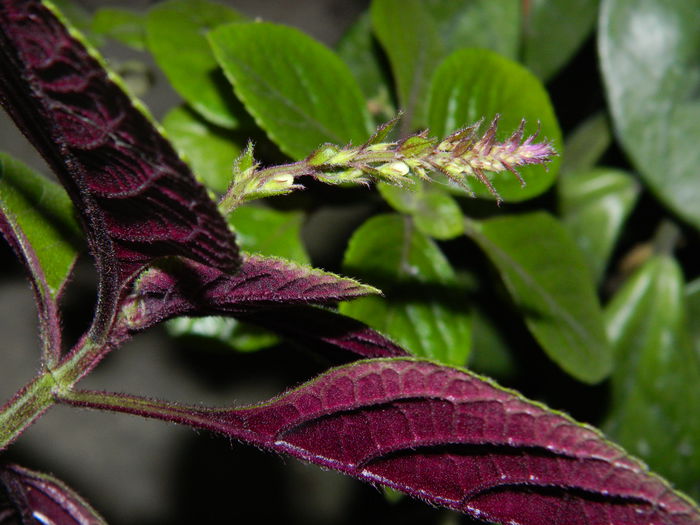 DSCN9724 - SEPTEMBRIE_3_2014