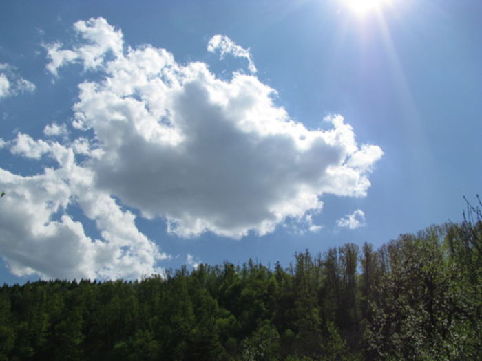 Pădurea de larice Kugli; Rezervaţie naturală in sat Coştiui;Larix decidua,cu vârstă cuprinsă între 125–150 de ani,cu diam. de 80–90 cm şi înălţimea de cca.35 m.
