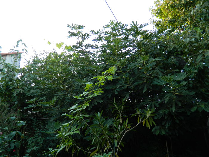 DSCN9746