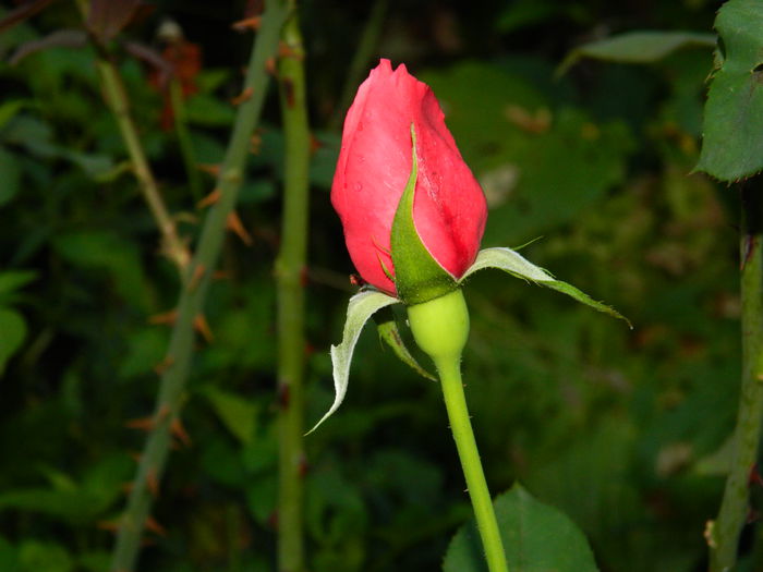 DSCN9750