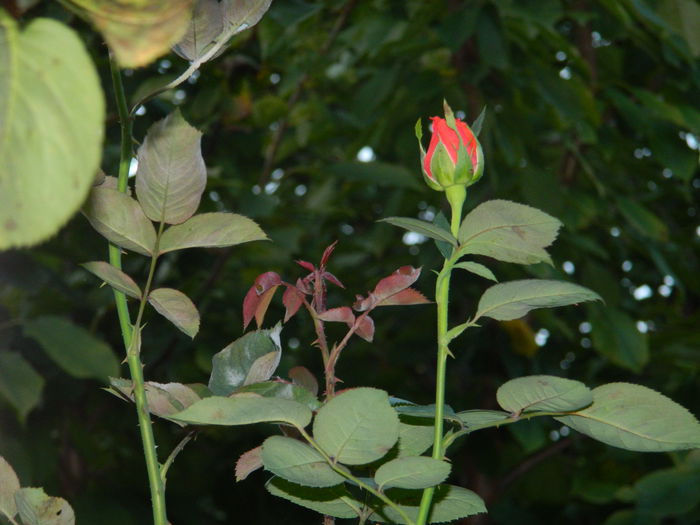 DSCN9762