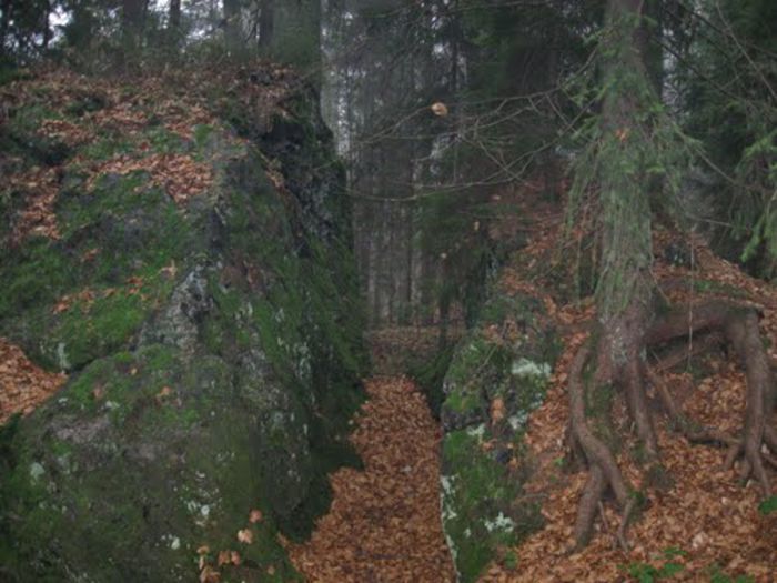 Pădurile seculare de la Strîmbu Băiuţ; Rezervaţie naturală forestieră;O bună parte a acestor păduri au fost identificate ca “Păduri Virgine şi Cvasivirgine”
