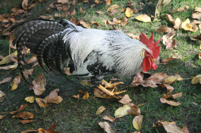 toamna se numara ... cocosii - Silver-crele sau argintiu barat