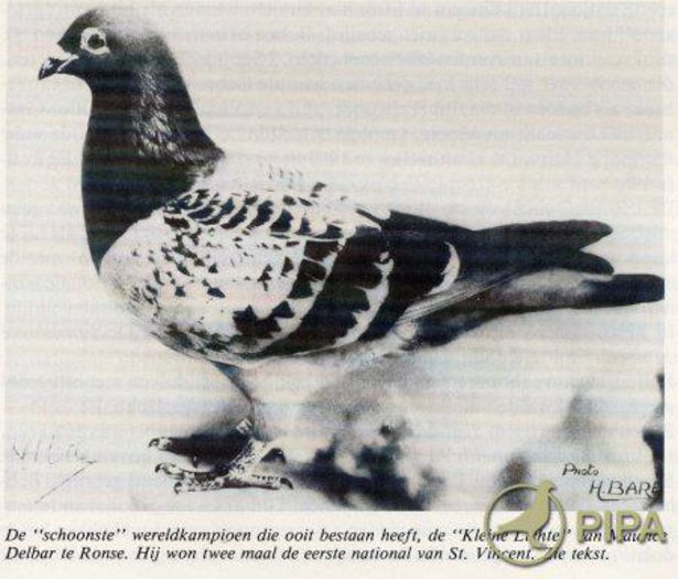 delbar kleine lichte