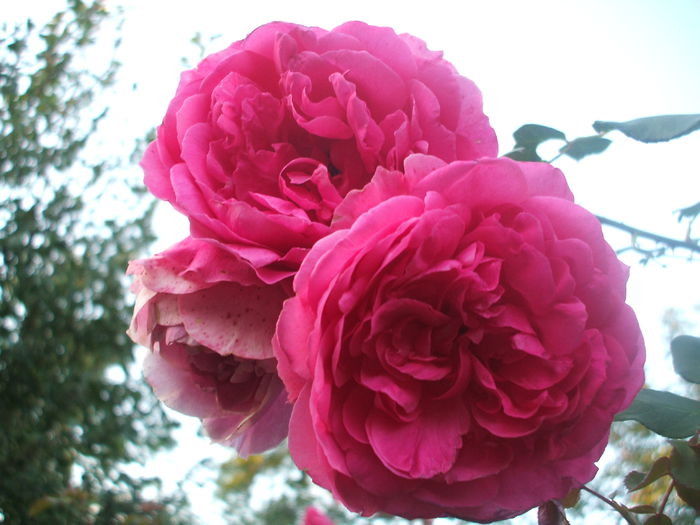 DSCF0271 - trandafiri urcatori 00