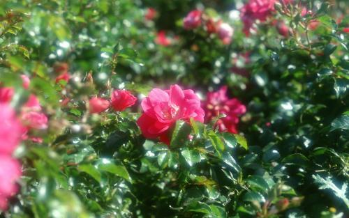 Flori Rare Poze Flori Wallpapers Imagini cu Floricele - flori