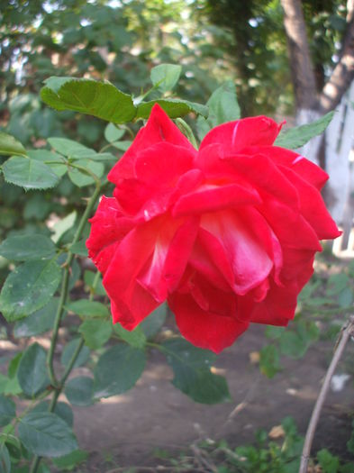 bulgaresc papaya ray