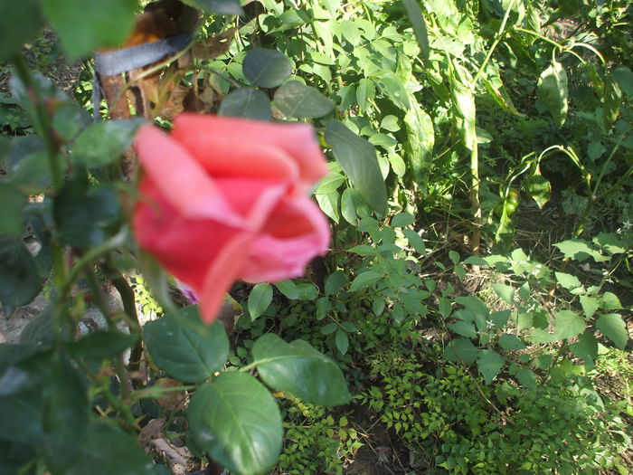 MME EDOUARD HERRIOT EX - trandafiri urcatori 00