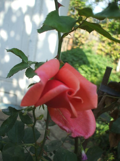 MME EDOUARD HERRIOT EX - trandafiri urcatori 00