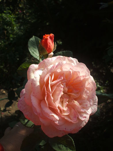 bulgaresc florov 30 - trandafiri urcatori 00