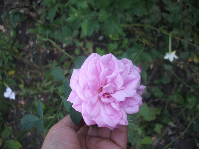 bonica sau the fairy