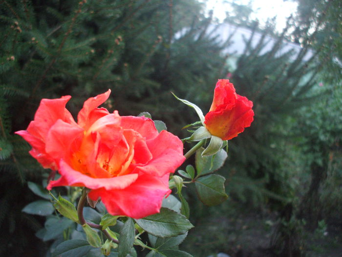 DSCF0266 - trandafiri 00