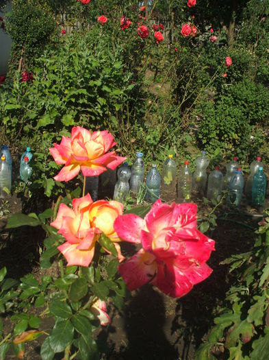 DSCF0336 - trandafiri 00