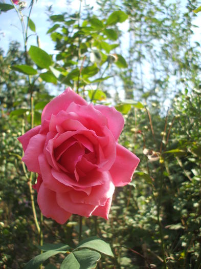 nec 12 - trandafiri 00