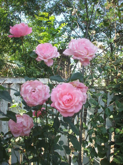 DSCF0345 - trandafiri 00