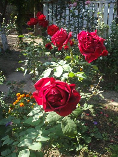 DSCF0352 - trandafiri 00