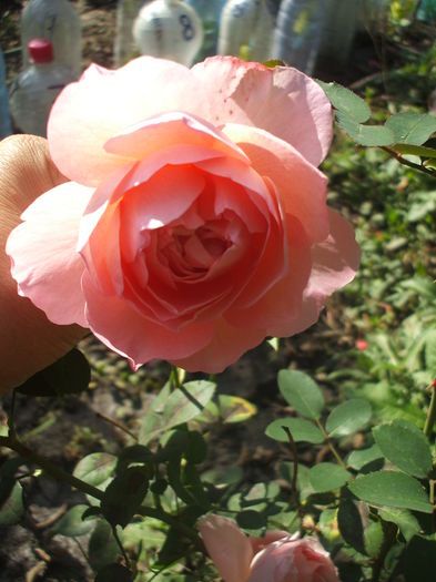 dames de chenonceau - trandafiri 00