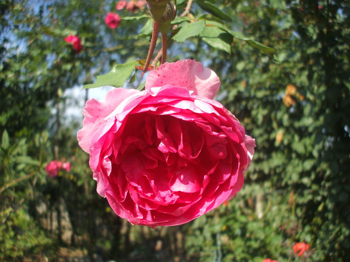 DSCF0368 - trandafiri 00