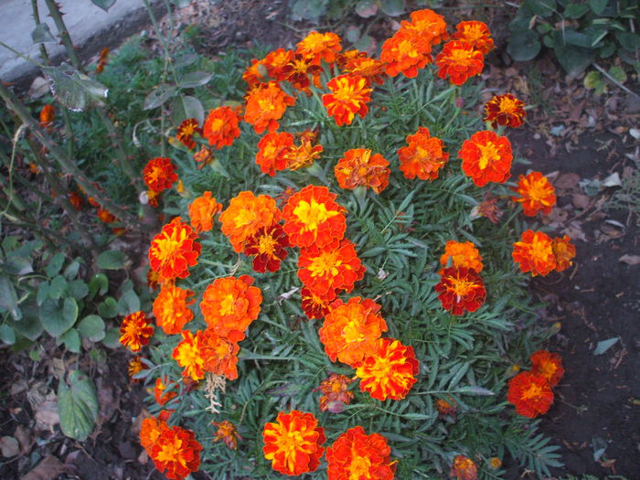 DSCF0307 - 2014 Gradina