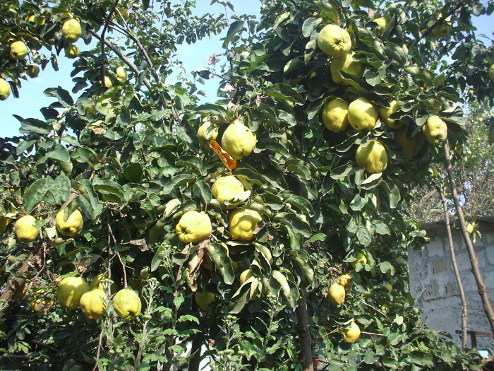 DSCF0330 - 2014 Gradina