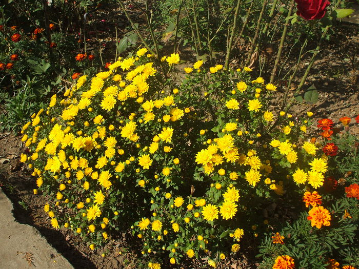 DSCF0380 - 2014 Gradina