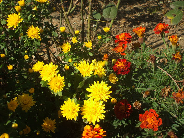 DSCF0381 - 2014 Gradina