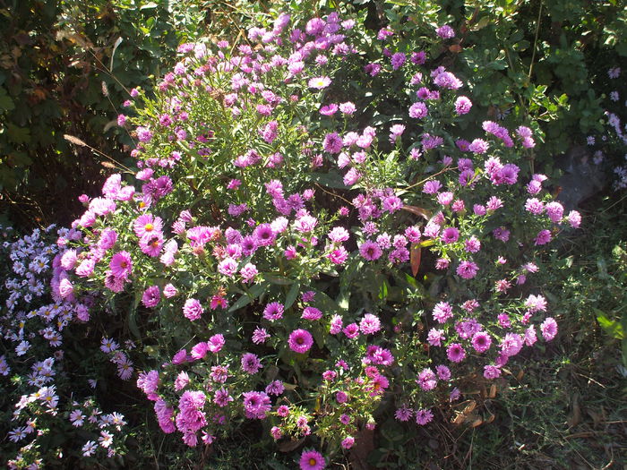 DSCF0398 - 2014 Gradina