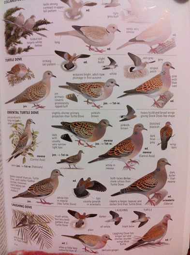 Diferenta dintre Streptopelia