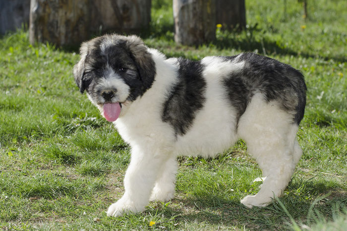 Va creste mare si va pazi oile - Rase de oi si capre-Poze deosebite-1