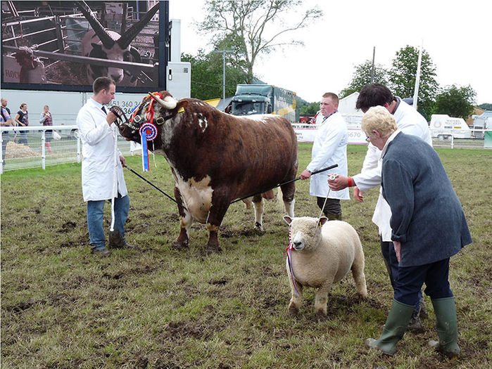 Taurul si berbecul - Rase de oi si capre-Poze deosebite-1