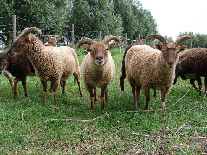 Oi Soay frumoase-8x - Rase de oi si capre-Poze deosebite-1