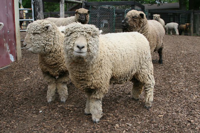 Babydoll Southdown miei deosebiti-9xf