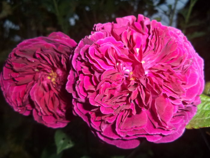 FALSTAFF - Trandafiri 2014