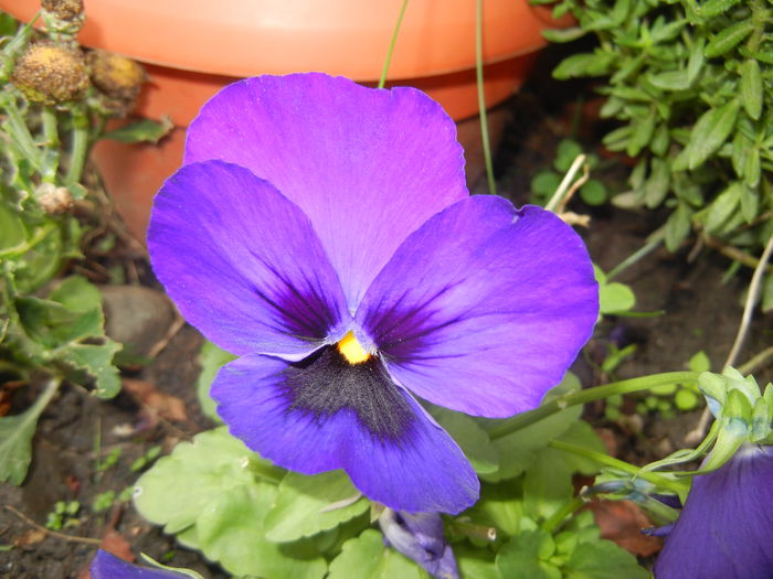Swiss Giant Blue Pansy (2014, Oct.09)