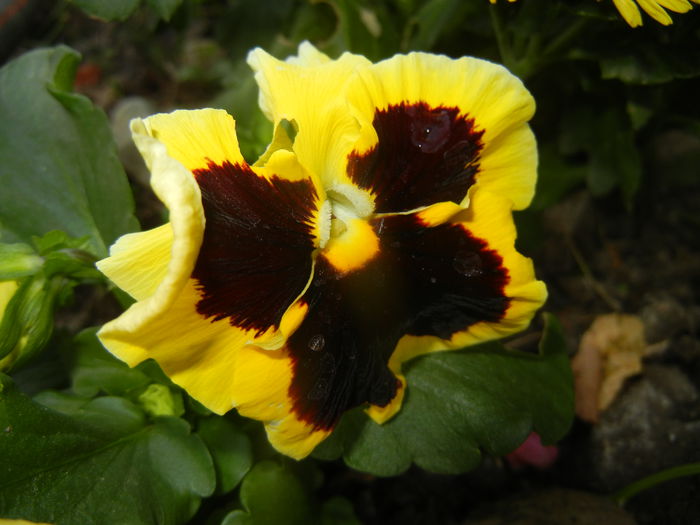 Swiss Giant Yellow Pansy (2014, Sep.21) - Swiss Giant Yellow Pansy
