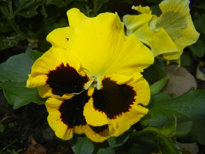 Swiss Giant Yellow Pansy (2014, Sep.25) - Swiss Giant Yellow Pansy