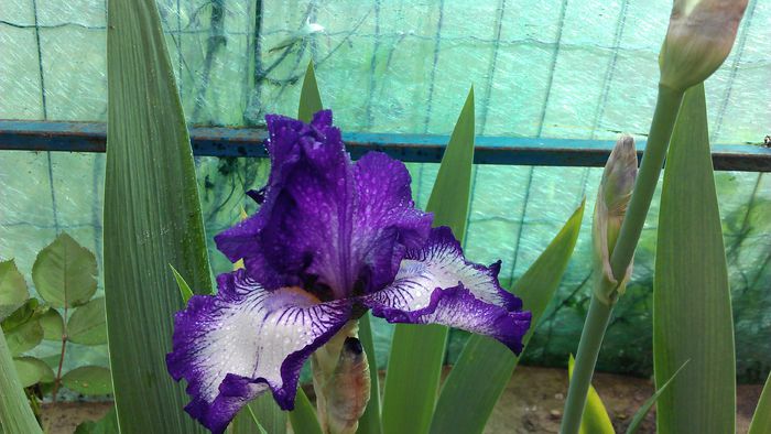 IMAG0753 - iris 2014