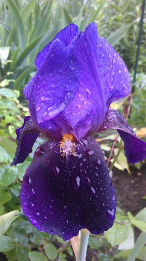 IMAG0845 - iris 2014