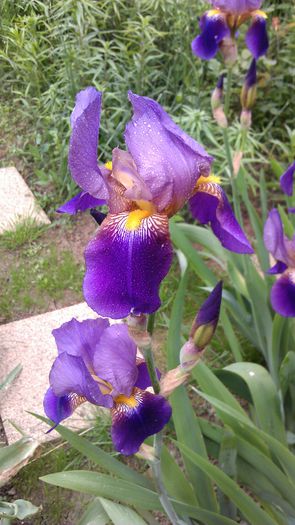 IMAG0814 - iris 2014