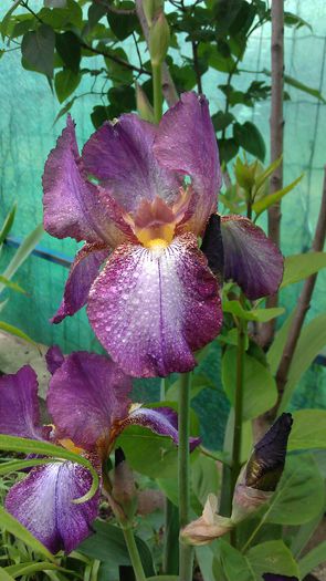 IMAG0816 - iris 2014