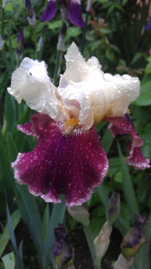 IMAG0846 - iris 2014