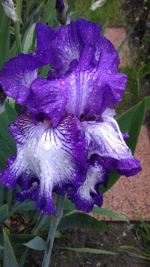 IMAG0847 - iris 2014