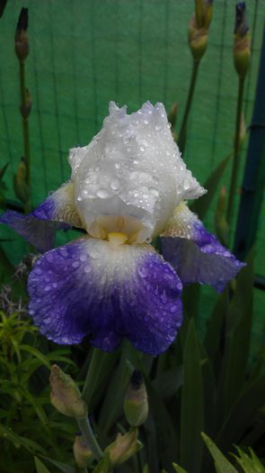 IMAG0848 - iris 2014