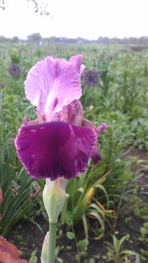 IMAG0862 - iris 2014