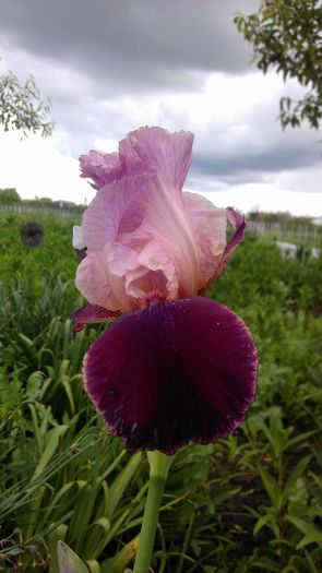 IMAG0869 - iris 2014