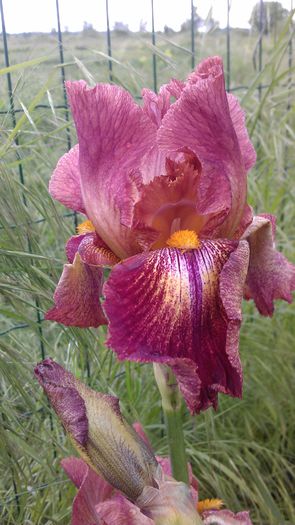 IMAG0870 - iris 2014