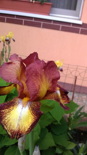 IMAG0871 - iris 2014