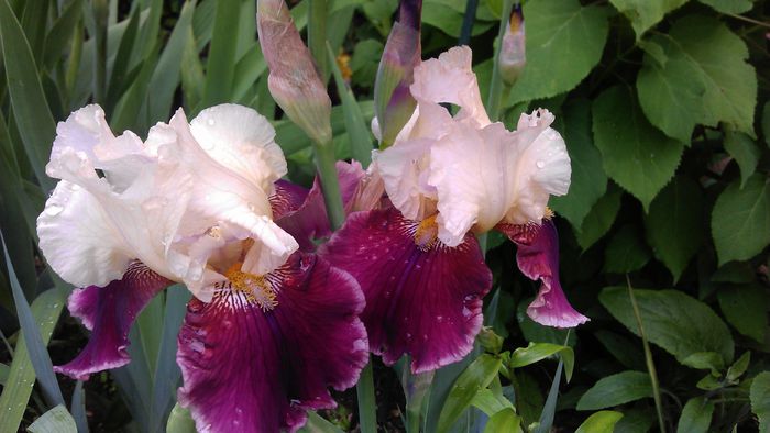 IMAG0884 - iris 2014