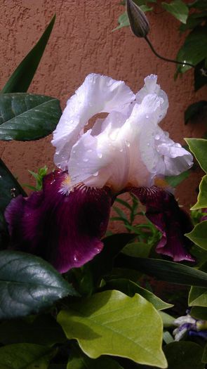 IMAG0893 - iris 2014