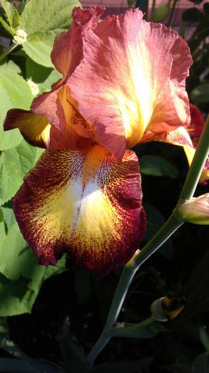 IMAG0907 - iris 2014